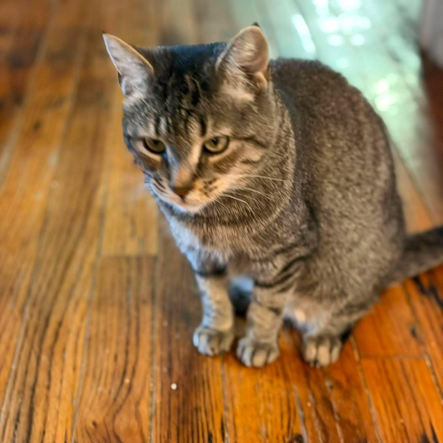 Enlarge Yvette (pocket sized senior), a Adoptable Tabby in Huntington, NY image 2/2