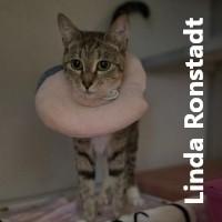 Linda Ronstadt, Adoptable, Adult Female Domestic Short Hair.