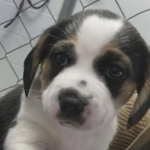 Enlarge Squidward, a Adoptable Beagle in Shinnston, WV image 1/1