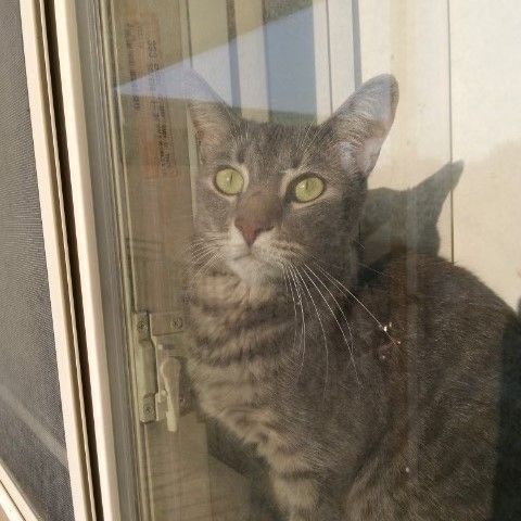 Enlarge Theon RB 1119, a Adoptable mixed breed in West Bloomfield, MI image 2/6