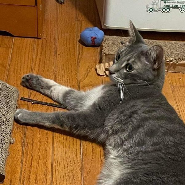 Enlarge Theon RB 1119, a Adoptable mixed breed in West Bloomfield, MI image 3/6