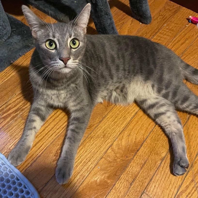 Theon RB 1119, Adult Male Abyssinian