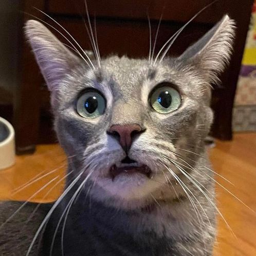 Enlarge Theon RB 1119, a Adoptable mixed breed in West Bloomfield, MI image 5/6