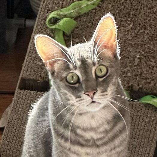 Enlarge Theon RB 1119, a Adoptable mixed breed in West Bloomfield, MI image 6/6