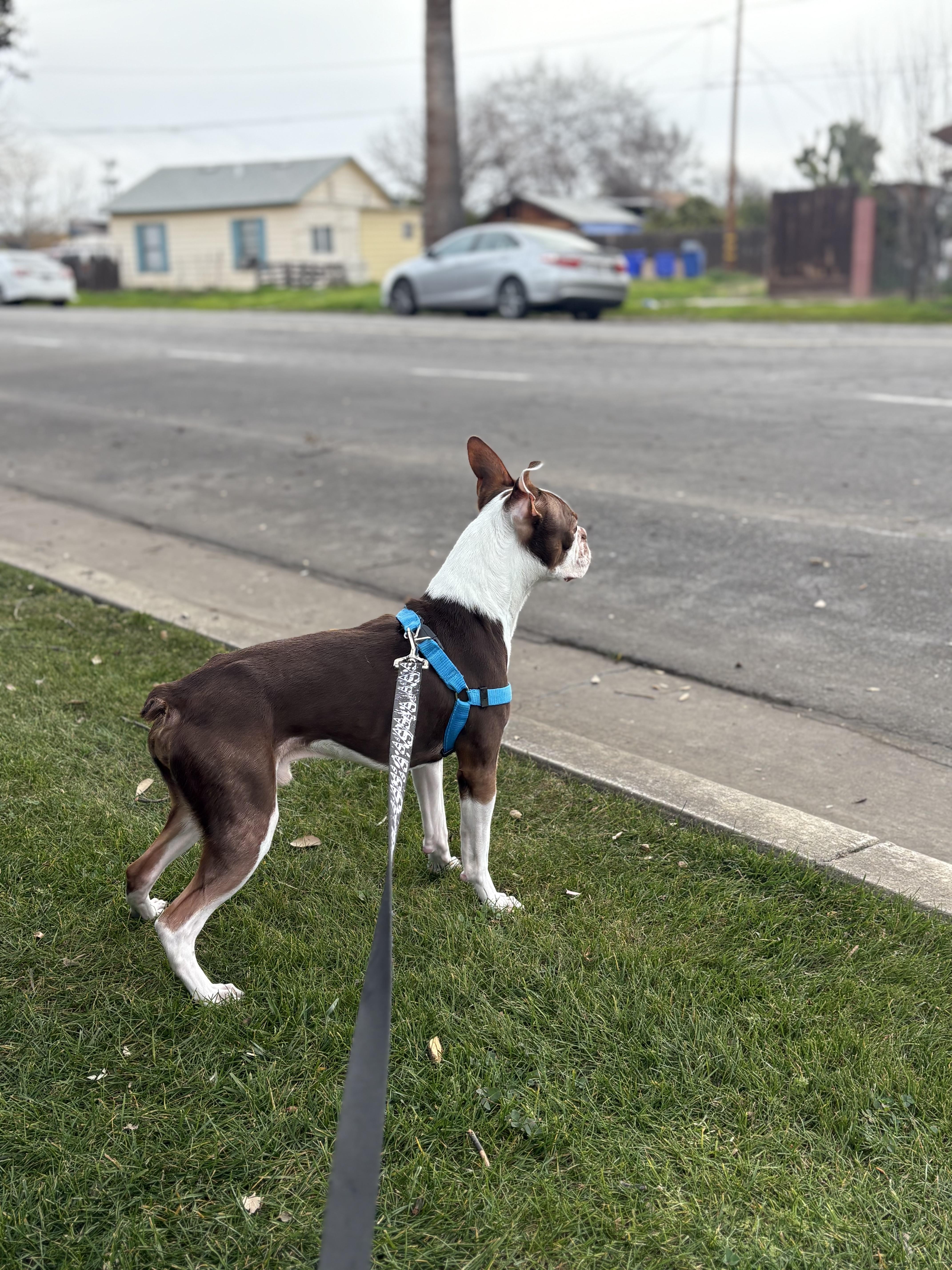 Scout, a Adopted Boston Terrier in San Mateo, CA image 1/4