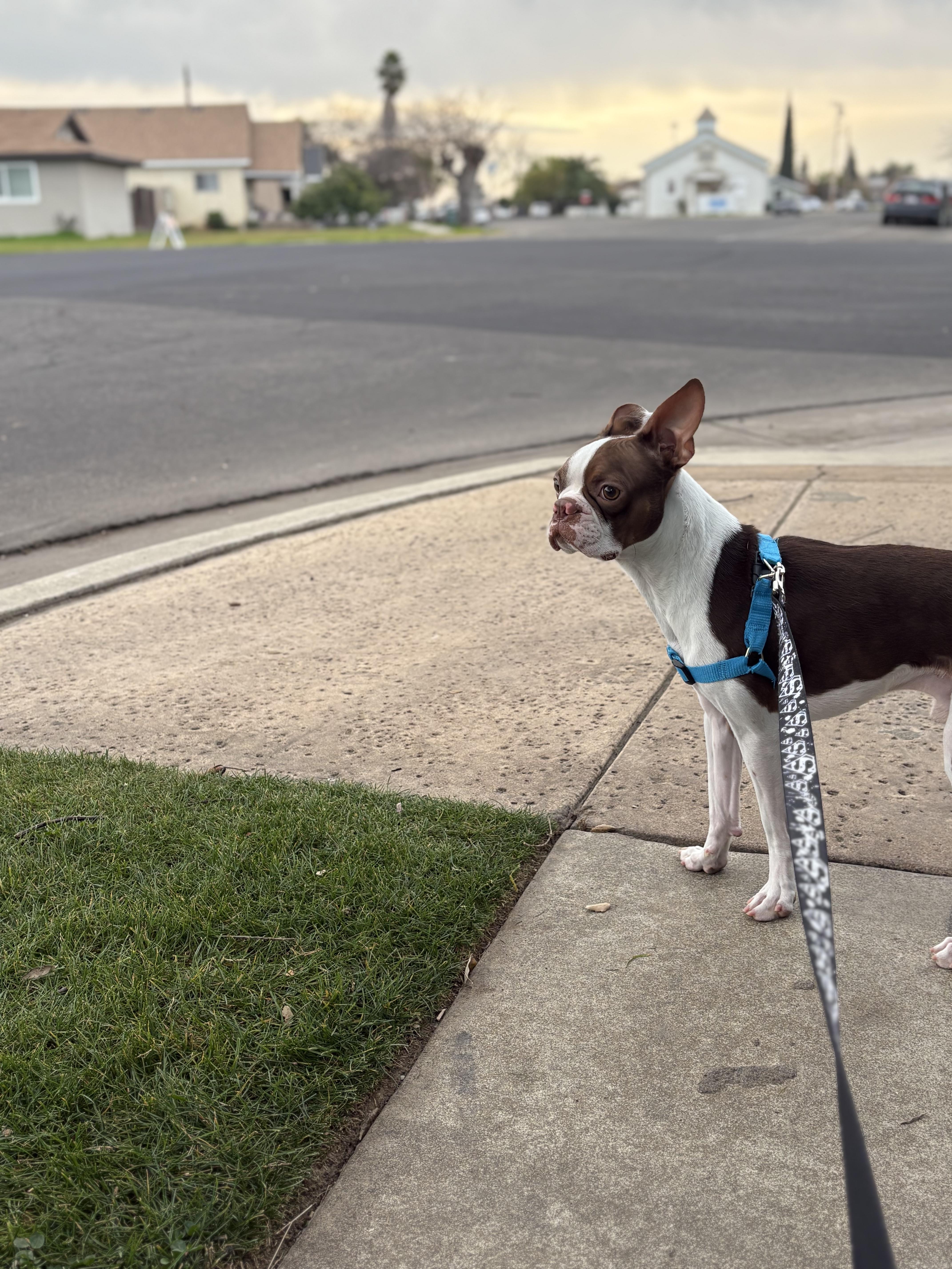 Scout, a Adopted Boston Terrier in San Mateo, CA image 2/4