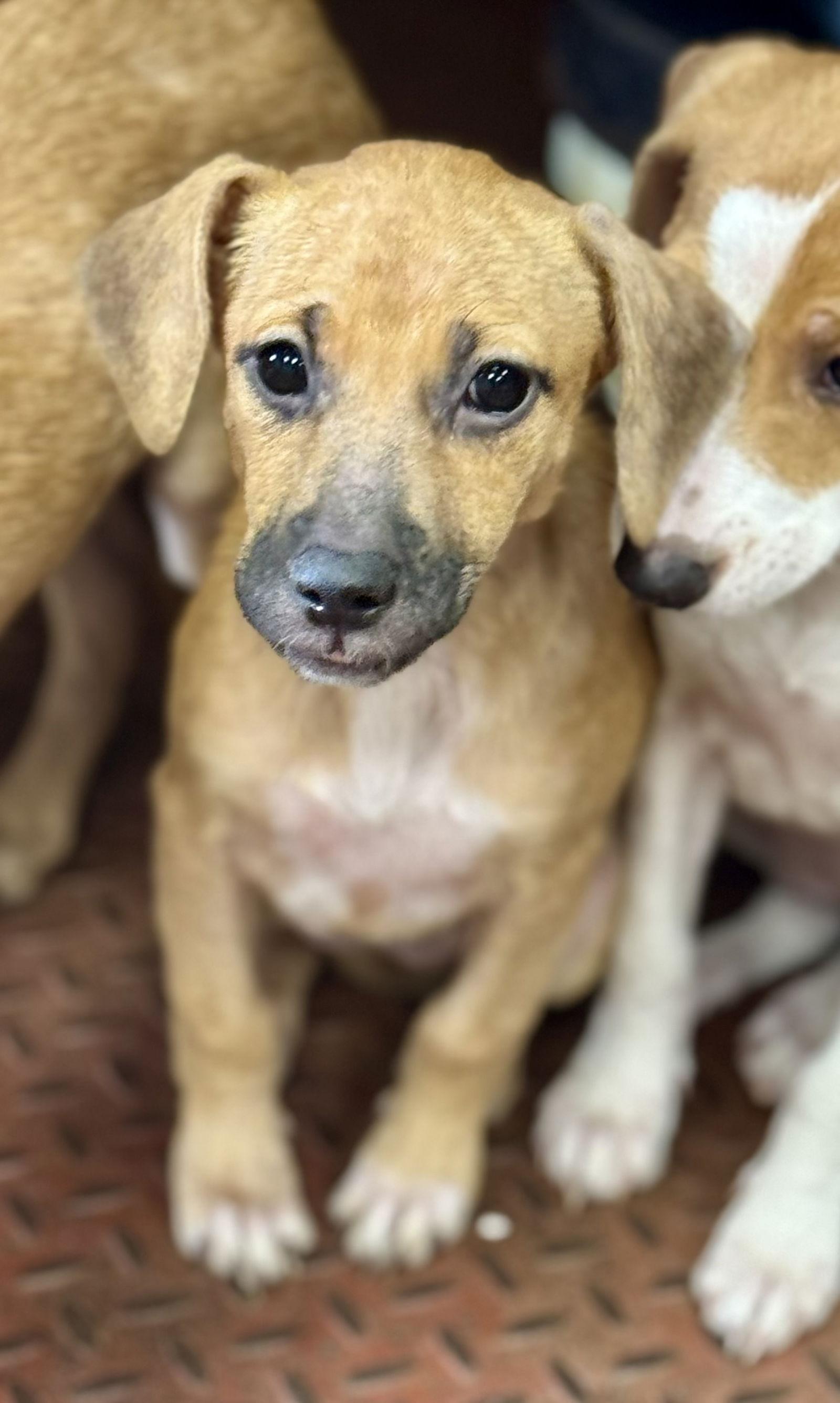 Kendall, a Adoptable mixed breed in Lake Hopatcong, NJ image 1/3