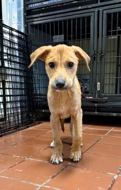 Kendall, a Adoptable mixed breed in Lake Hopatcong, NJ image 2/3