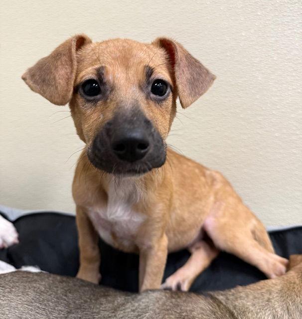 Enlarge Kendall, a Adoptable mixed breed in Lake Hopatcong, NJ image 2/3