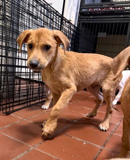 Kendall, a Adoptable mixed breed in Lake Hopatcong, NJ image 3/3