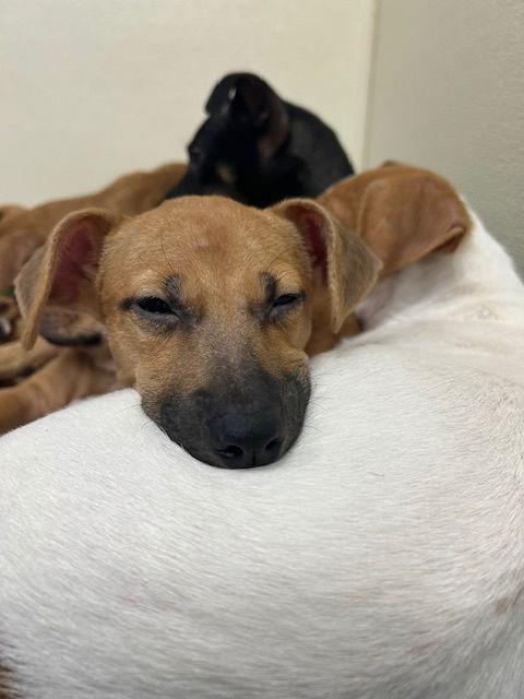 Enlarge Kendall, a Adoptable mixed breed in Lake Hopatcong, NJ image 3/3