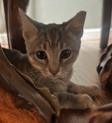 Halo & Miracle, Adoptable, Young Female American Shorthair.