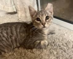 Enlarge Halo & Miracle, a Adoptable American Shorthair in Stockton, CA image 3/3