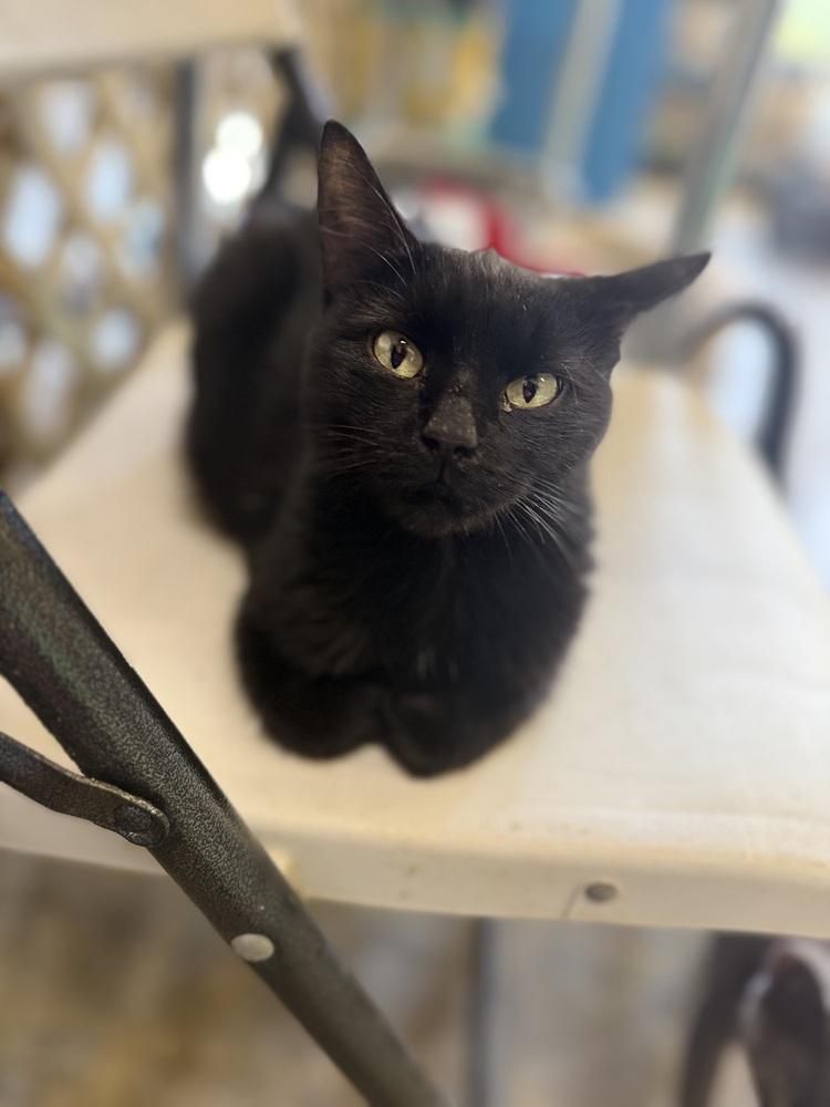 Ansleigh 23C-0200, Adoptable, Adult Female Domestic Short Hair.