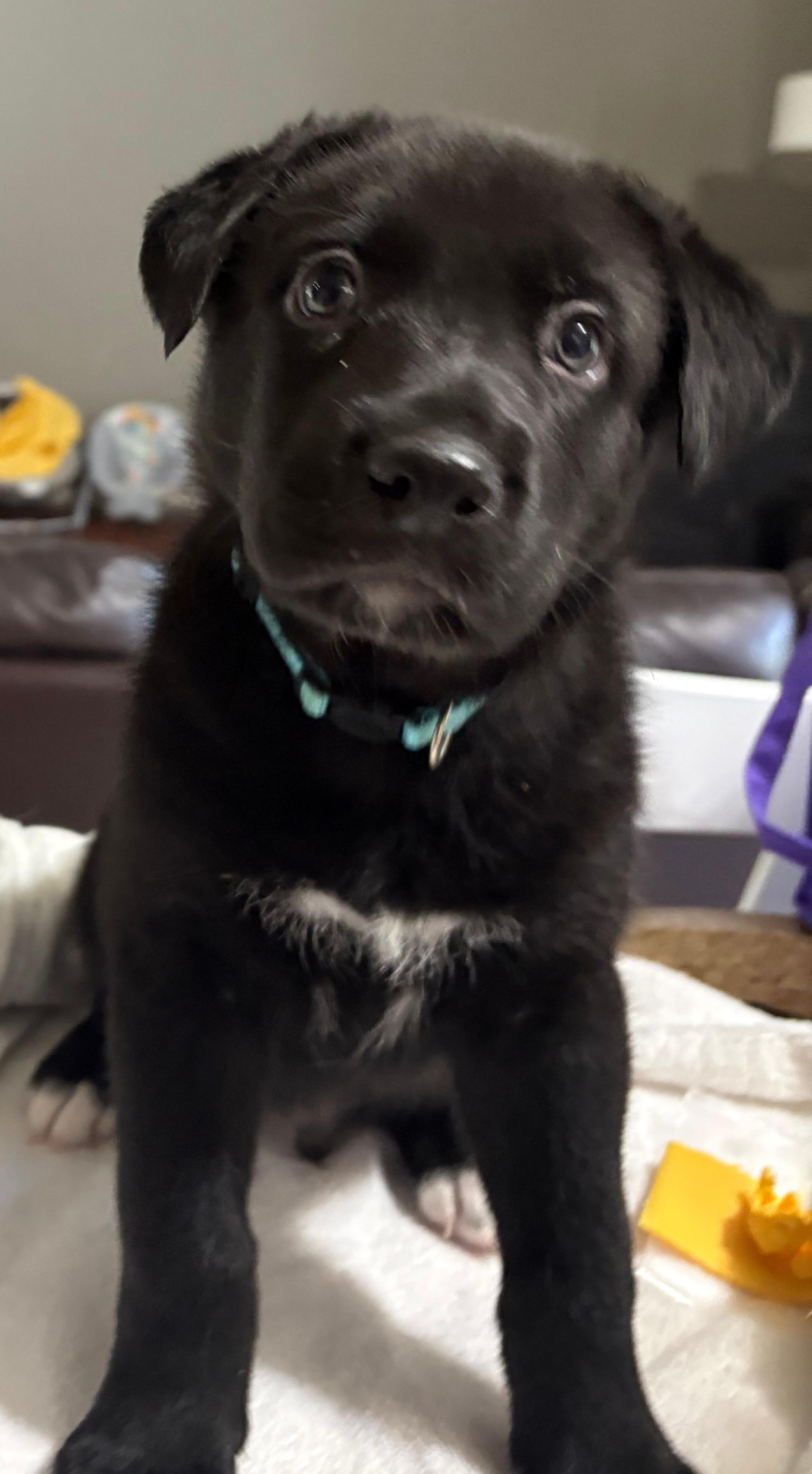 Enlarge Winslow, a Adoptable Shepherd in Burleson, TX image 2/4