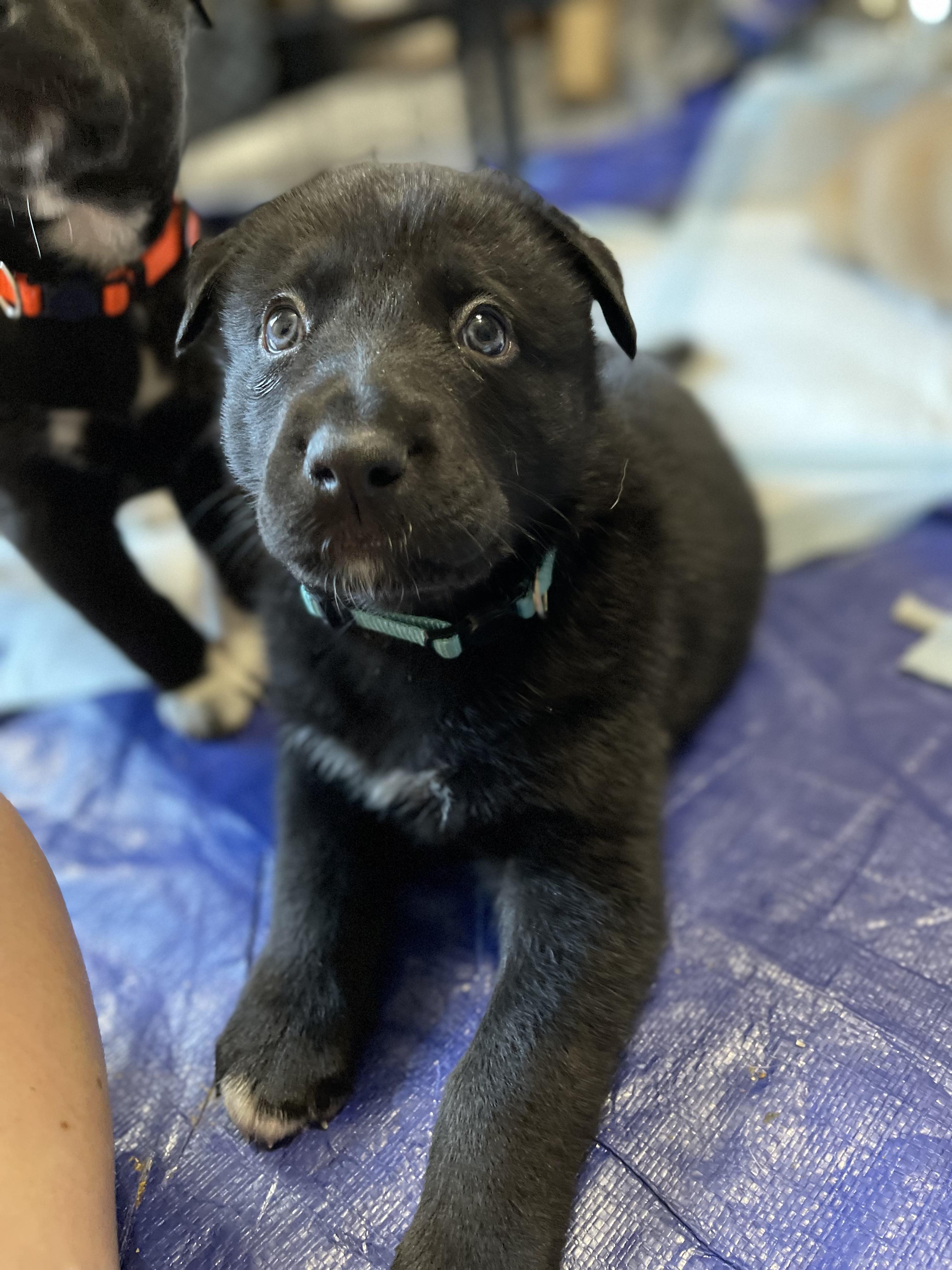 Enlarge Winslow, a Adoptable Shepherd in Burleson, TX image 4/4