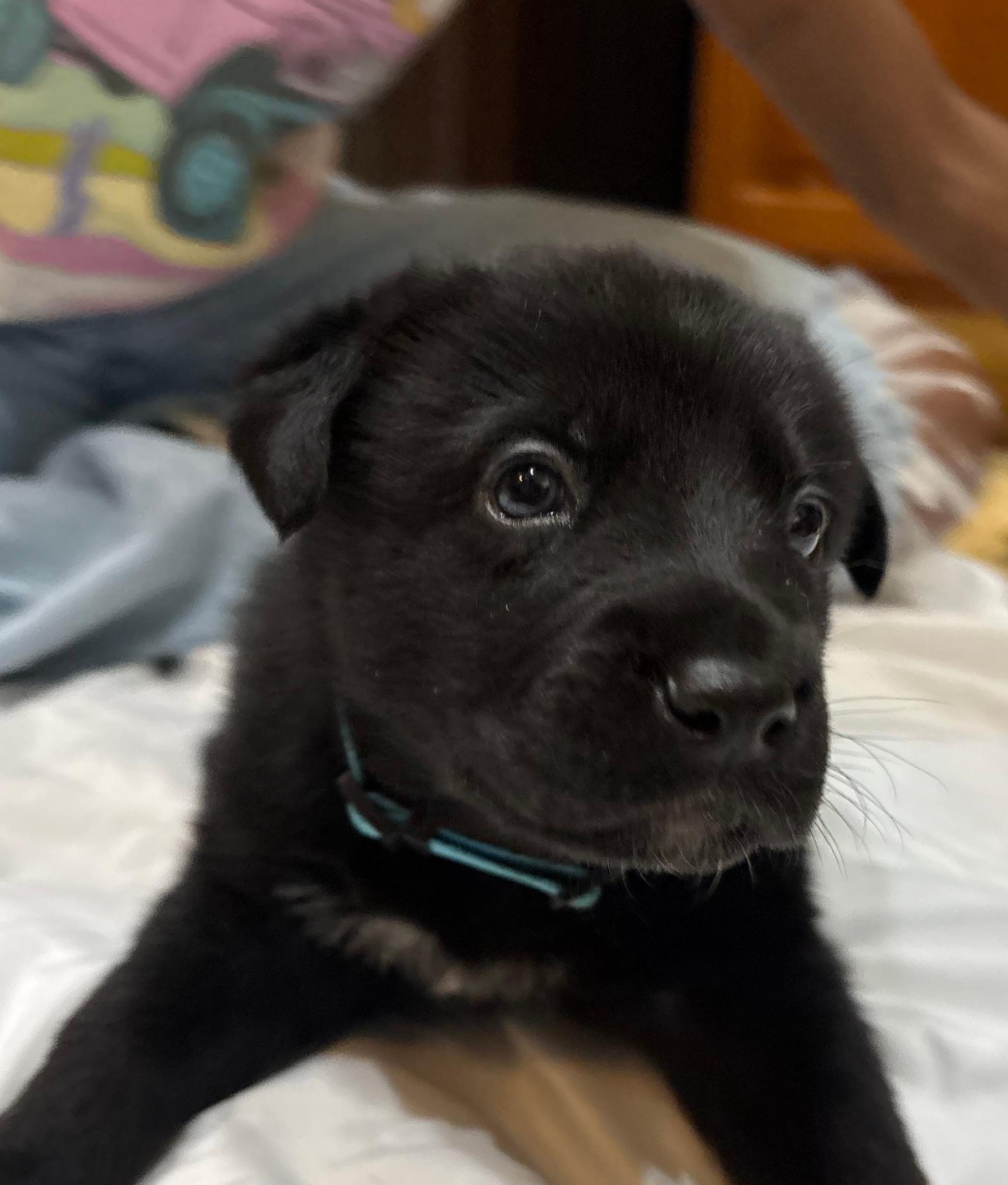 Enlarge Winslow, a Adoptable Shepherd in Burleson, TX image 3/4