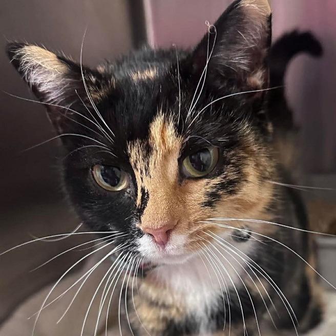 Enlarge Lani, a Adoptable Domestic Short Hair in Frederick, MD image 1/2