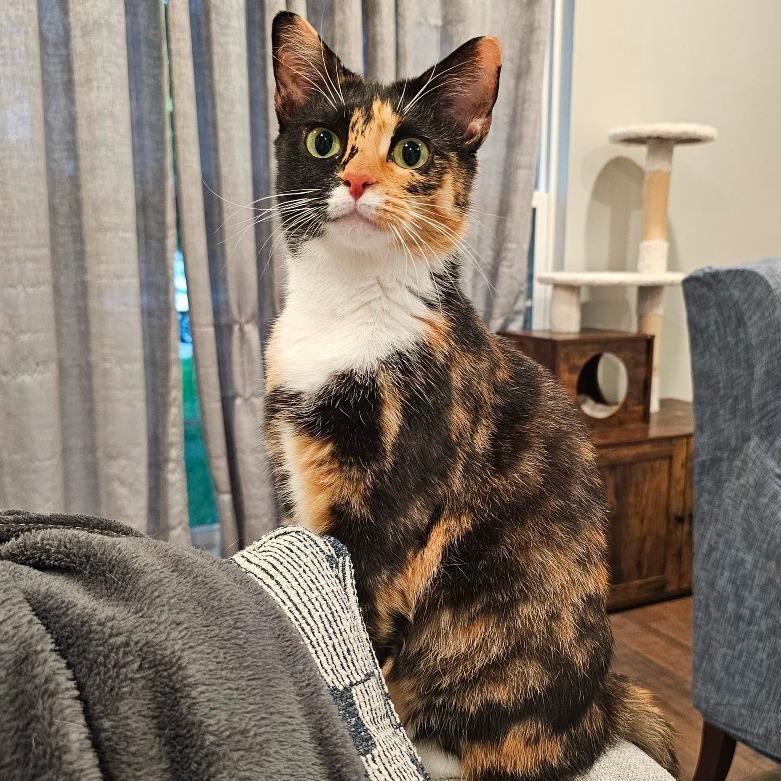 Enlarge Lani, a Adoptable Domestic Short Hair in Frederick, MD image 2/2