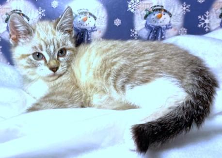 Lynette  Lovely Lynx thumbnail 6