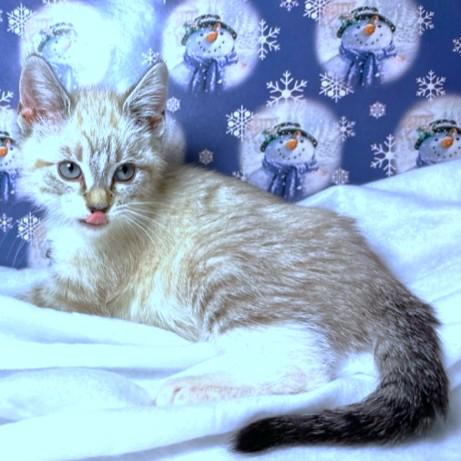 Lynette  Lovely Lynx thumbnail 3