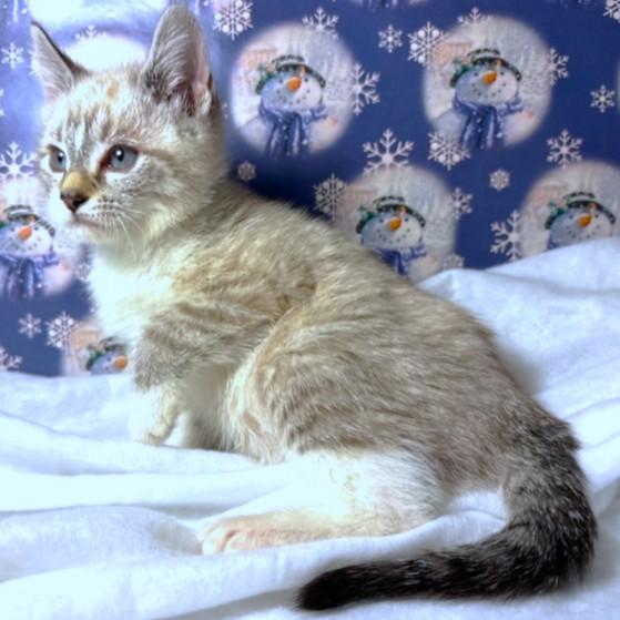 Lynette  Lovely Lynx thumbnail 5