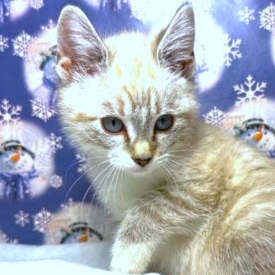 Lynette  Lovely Lynx thumbnail 2