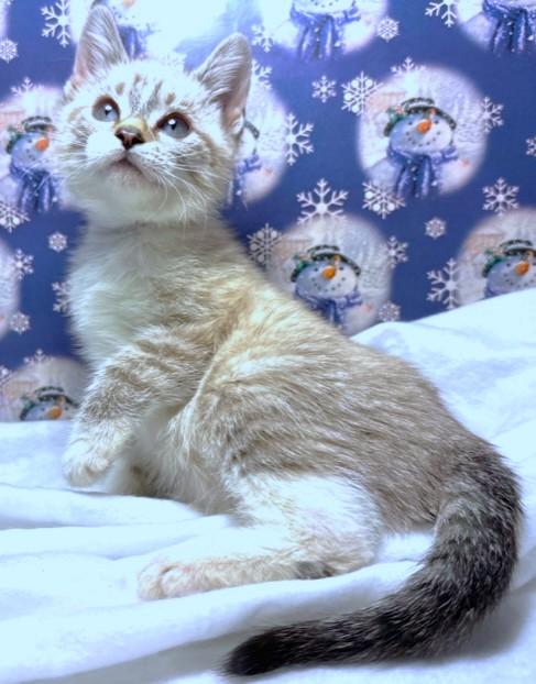 Lynette  Lovely Lynx thumbnail 4