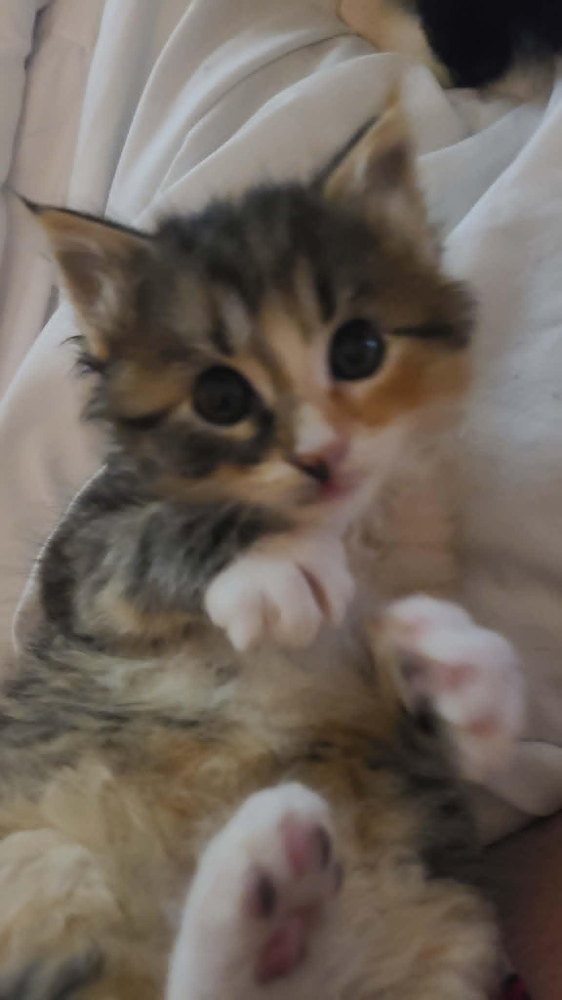 Toffee, adopted, Kitten Female Tortoiseshell & Domestic Short Hair.