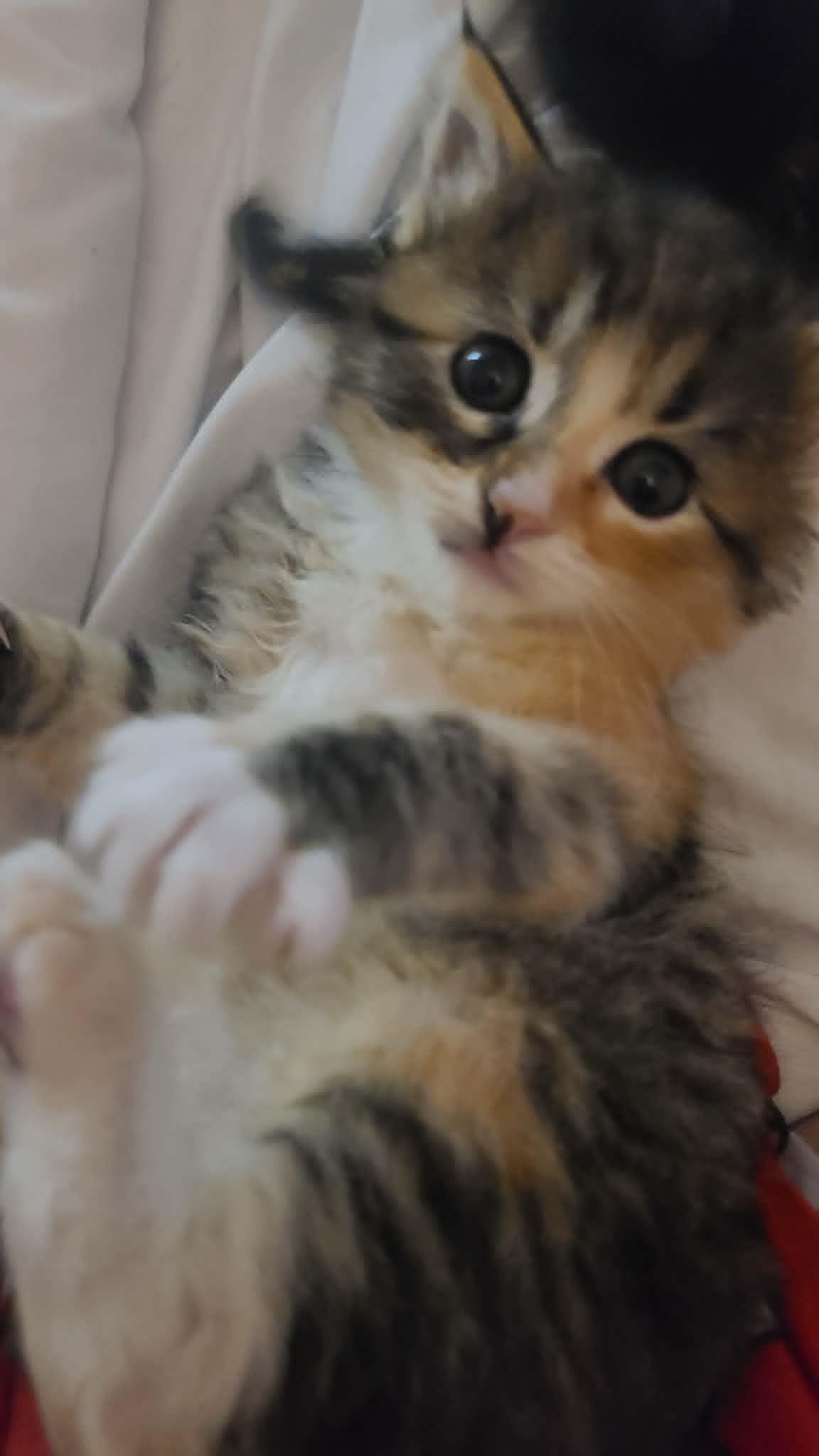 Enlarge Toffee, an adopted mixed breed in Omaha, NE image 2/3