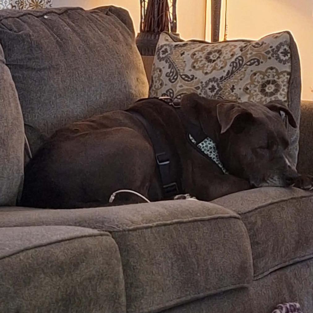 Deloris, Adoptable, Senior Female Weimaraner & Labrador Retriever.