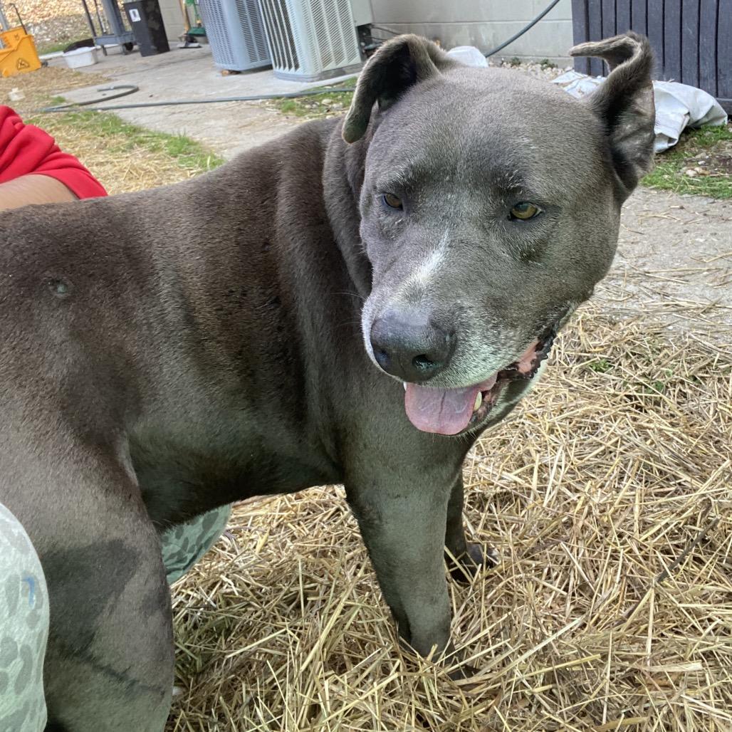 Deloris, Adoptable, Senior Female Pit Bull Terrier & Pit Bull Terrier.