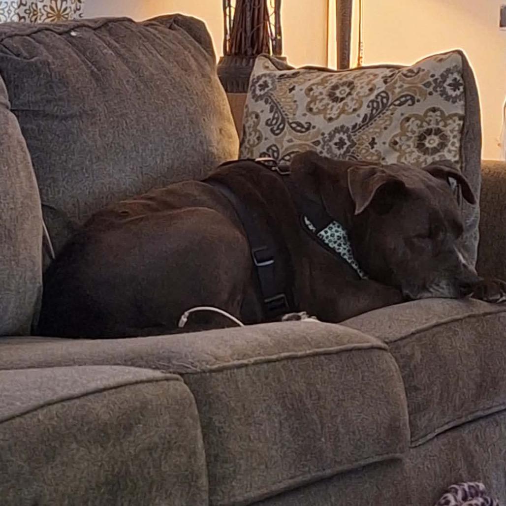 Deloris, a Adoptable mixed breed in Caryville, TN image 2/6