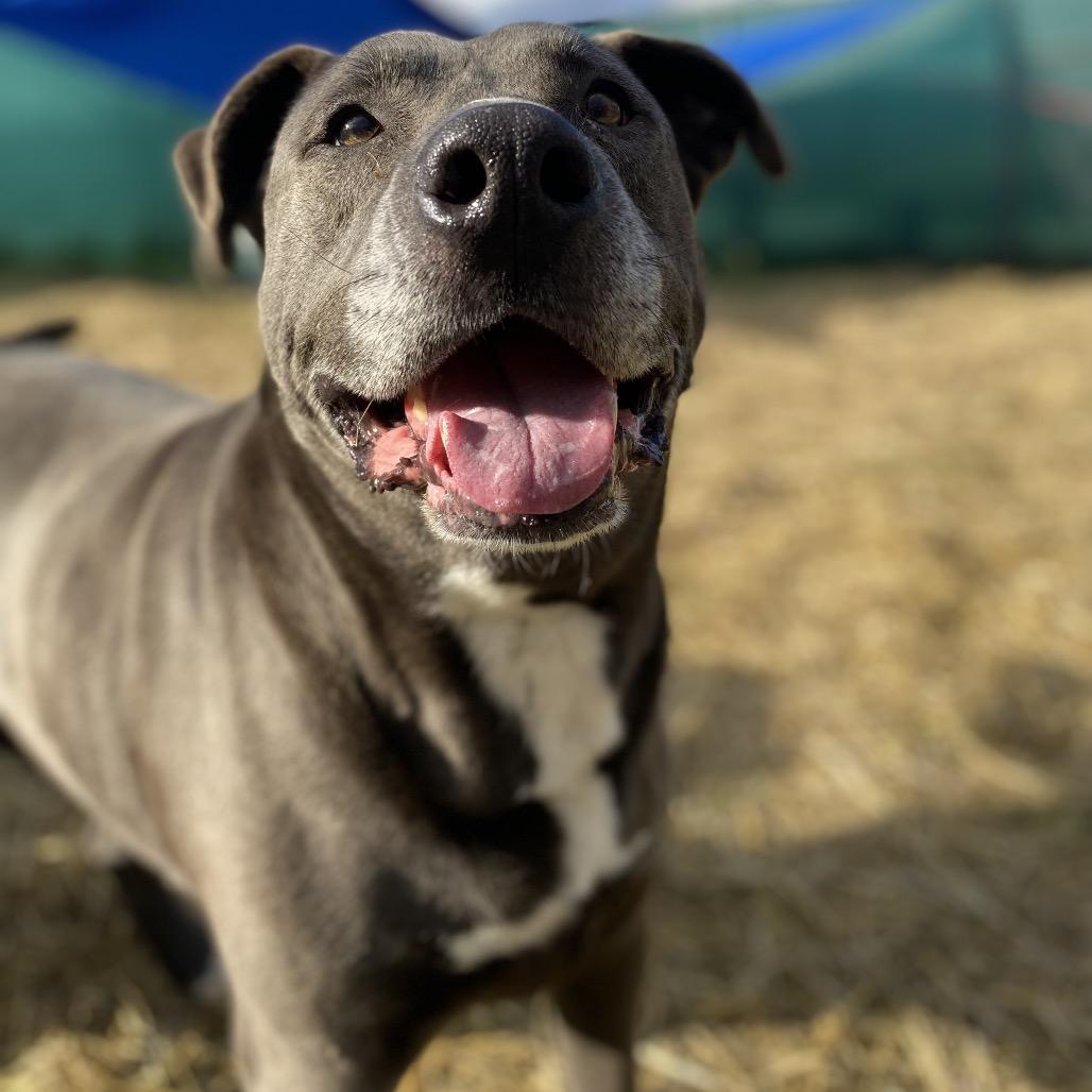 Deloris, a Adoptable mixed breed in Caryville, TN image 3/6