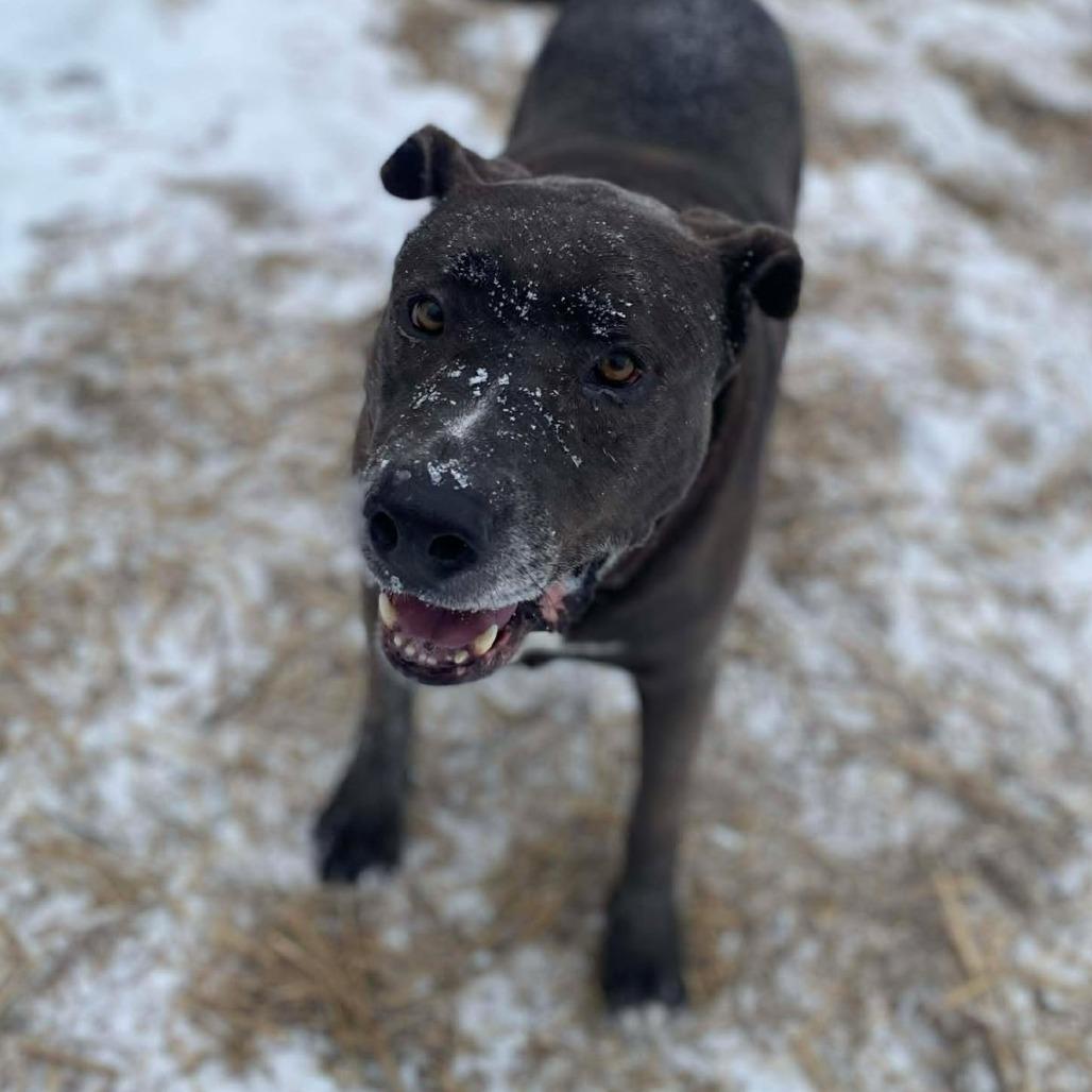 Deloris, a Adoptable mixed breed in Caryville, TN image 4/6
