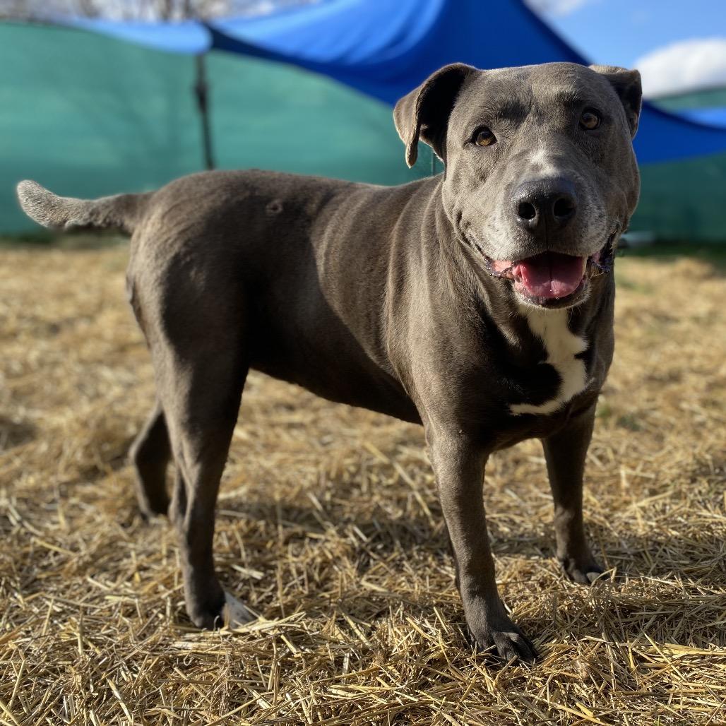Deloris, a Adoptable mixed breed in Caryville, TN image 5/6