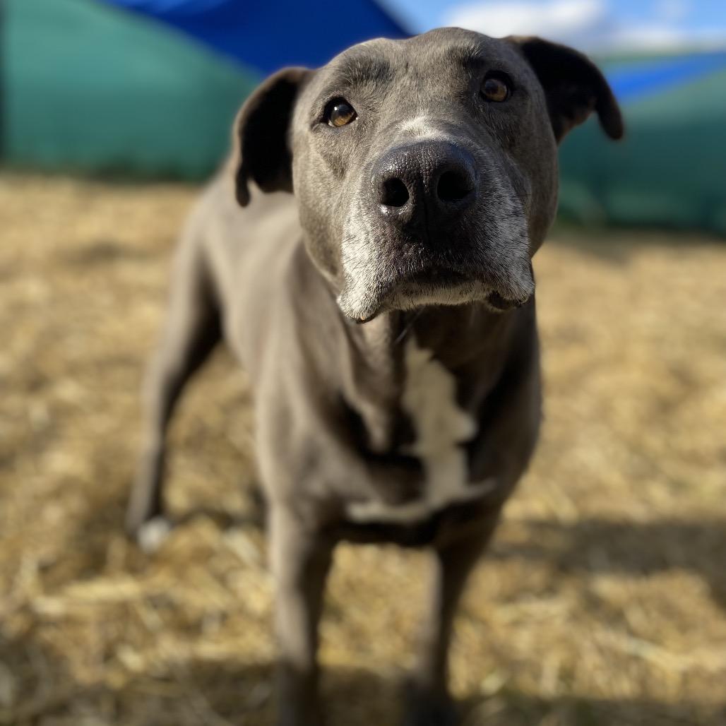 Deloris, a Adoptable mixed breed in Caryville, TN image 6/6