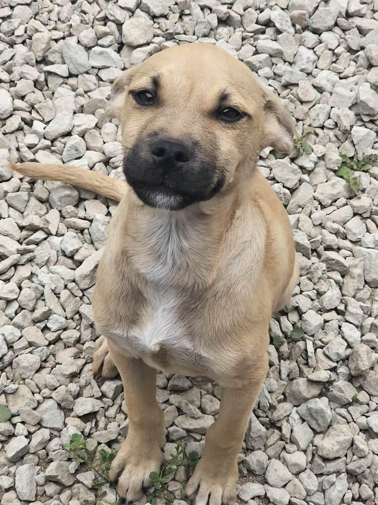 Enlarge Keeley, a Adoptable mixed breed in Playa Encantada, BCN image 1/1