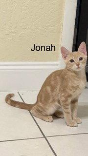 Jonah, Adoptable, Kitten Male Domestic Short Hair.