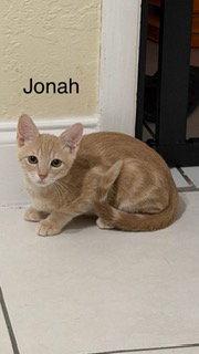 Enlarge Jonah, a Adoptable Domestic Short Hair in Oakland Park, FL image 2/3