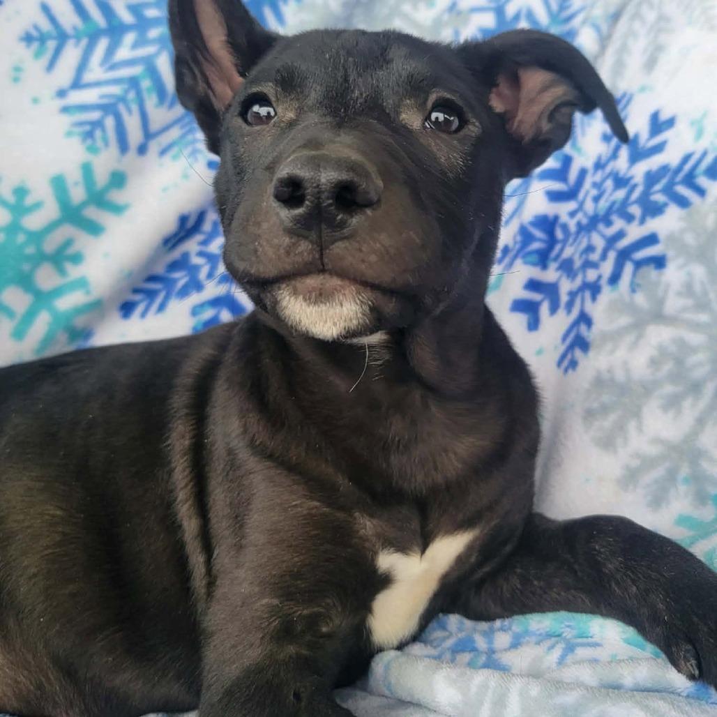 Eli, Adoptable, Young Male Staffordshire Bull Terrier & Border Collie.