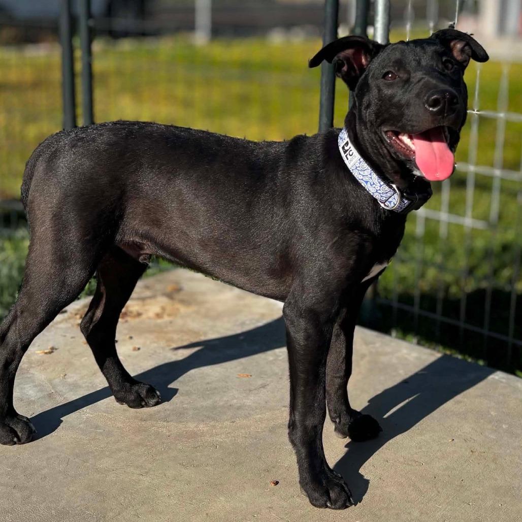 Enlarge Eli, a Adoptable mixed breed in West Richland, WA image 2/6