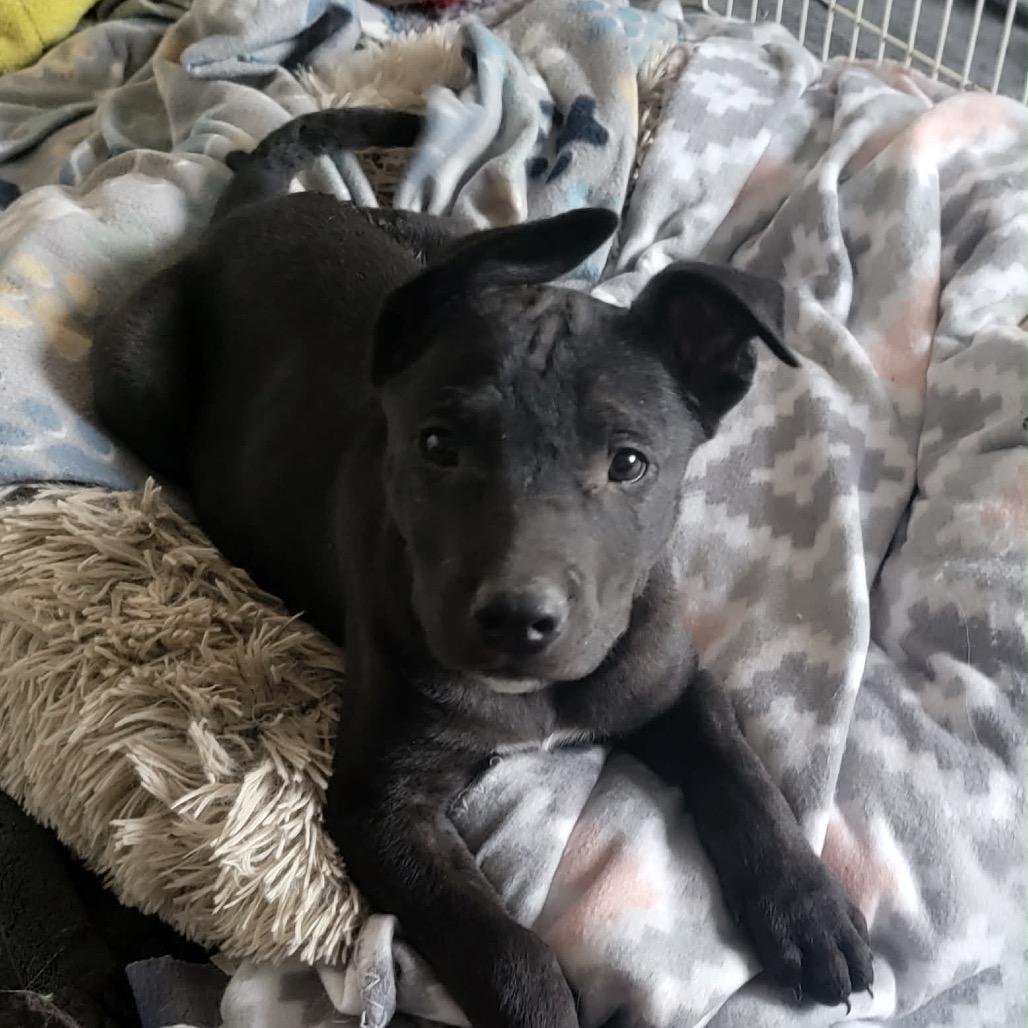 Eli, Adoptable, Puppy Male Staffordshire Bull Terrier & Border Collie.