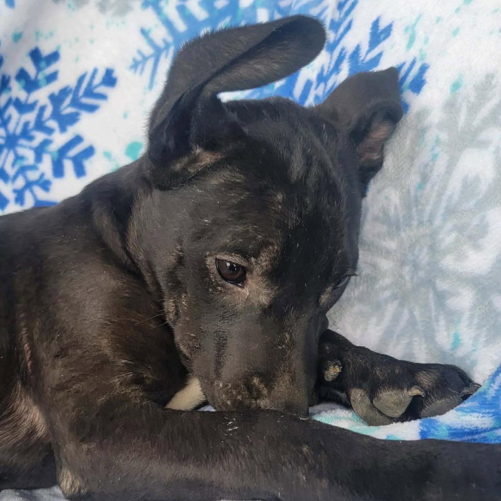 Enlarge Eli, a Adoptable mixed breed in West Richland, WA image 3/6