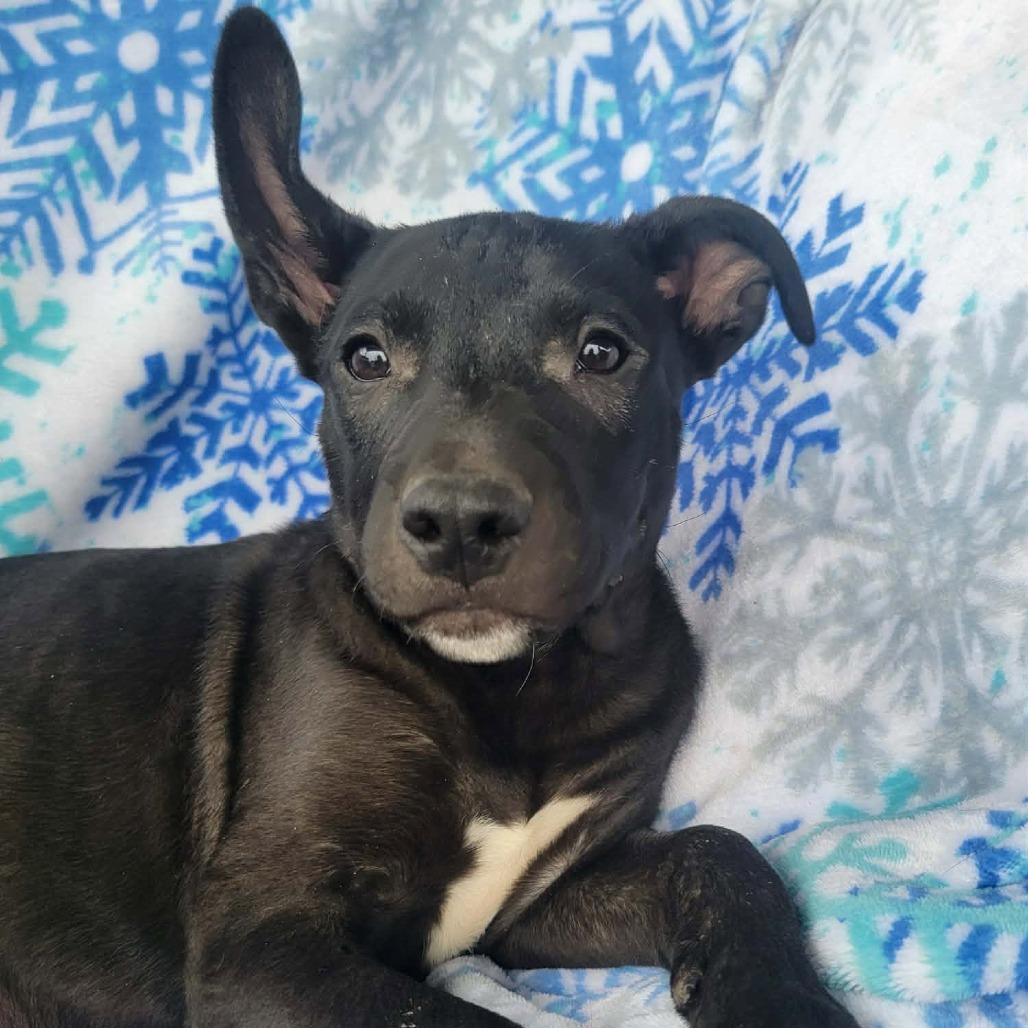 Enlarge Eli, a Adoptable mixed breed in West Richland, WA image 4/6