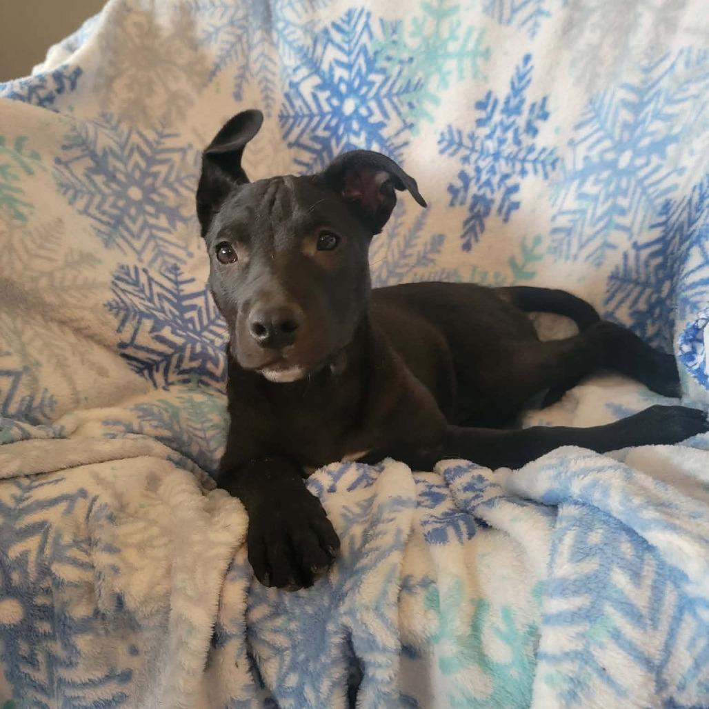 Enlarge Eli, a Adoptable mixed breed in West Richland, WA image 5/6