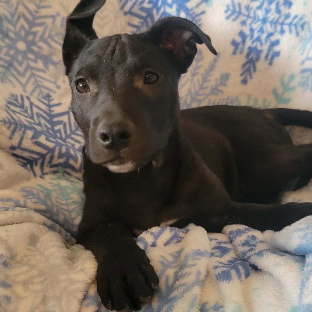 Enlarge Eli, a Adoptable mixed breed in West Richland, WA image 6/6