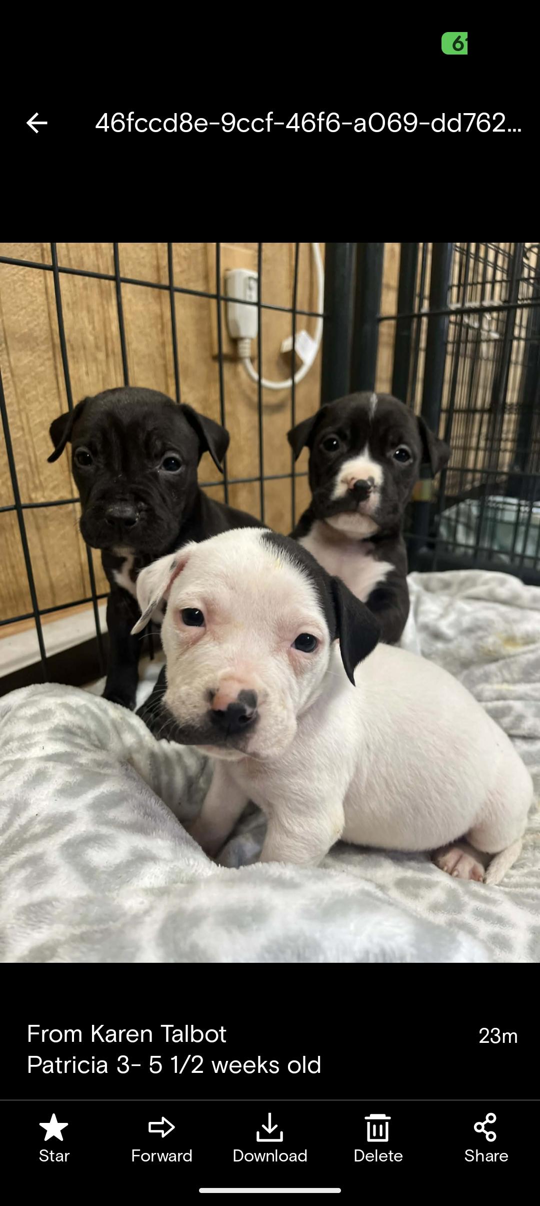 COCONUT , ADOPTABLE, Puppy Male Pit Bull Terrier.