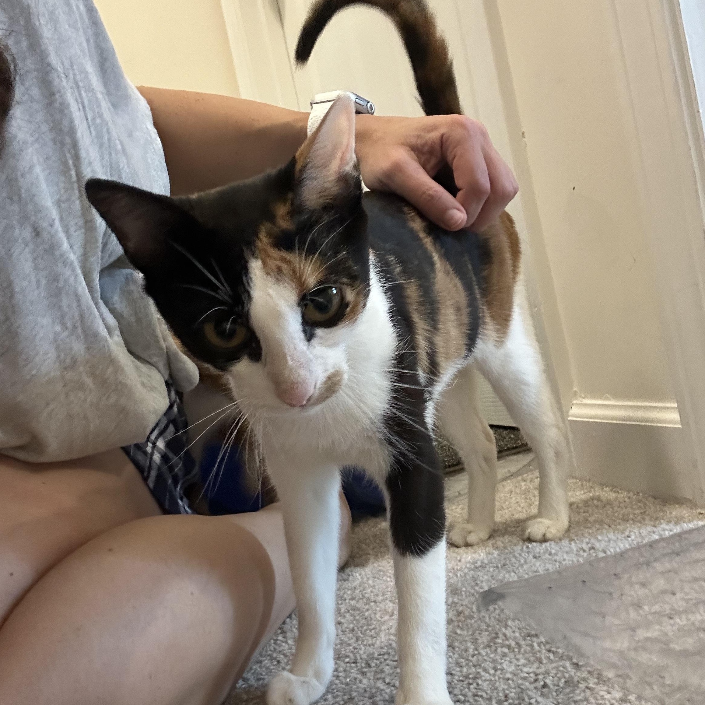 Enlarge Rose, a Adoptable Domestic Short Hair in Nashville, TN image 2/5