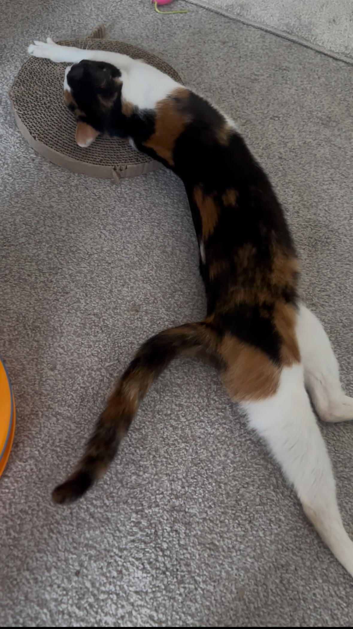 Enlarge Rose, a Adoptable Domestic Short Hair in Nashville, TN image 3/5